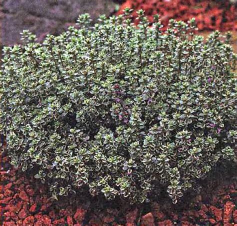 Тимьян обыкновенный / Тимьян (чабрец) / Буква «T» / Энциклопедия ...