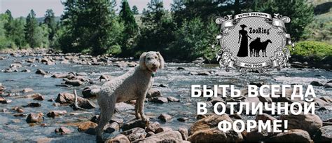 Купить сухой корм Zooring для собак в интернет магазине na-dom.com