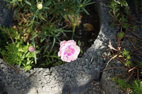 The Perennial Dianthus Spp Blooms In June In The Garden Berlin