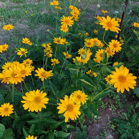 Ox-Eye Sunflower (False Sunflower) – Revival Seeds