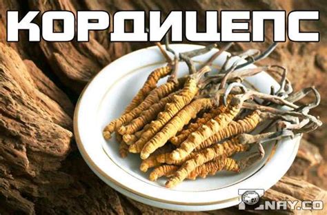 Кордицепс: что это такое, полезные свойства, где растет, от чего помогает?
