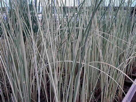 Камыш Табернемонтана (45 фото) » НА ДАЧЕ ФОТО