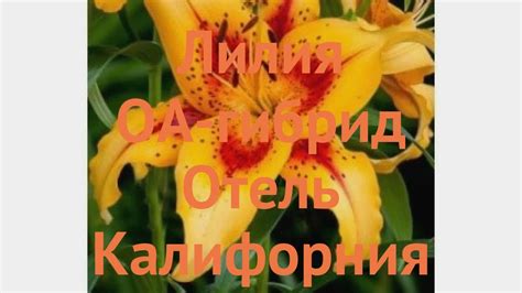 Лилия оа-гибрид Отель Калифорния 🌿 обзор: как сажать, луковицы лилии ...