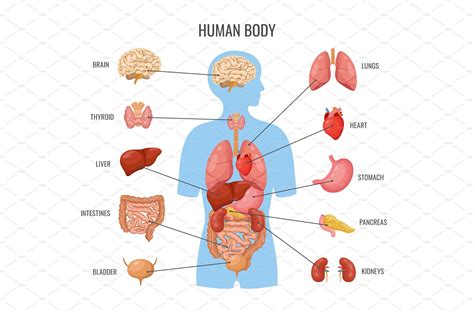 Human body internal organs. Inner, a Graphic by LadadikArt | Human body