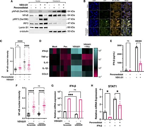 Pevonedistat A First In Class Nedd8 Activating Enzyme Inhibitor