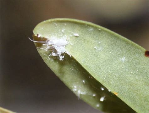 Трипсы На Комнатных Растениях Фото Как Бороться – Telegraph