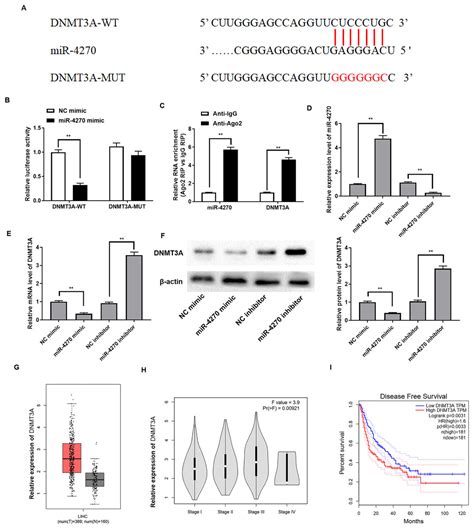 miR-4270 suppresses hepatocellular carcinoma progression by inhibiting ... 