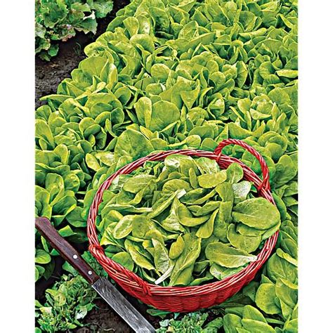 Laitue Blonde à Couper Graines Baumaux