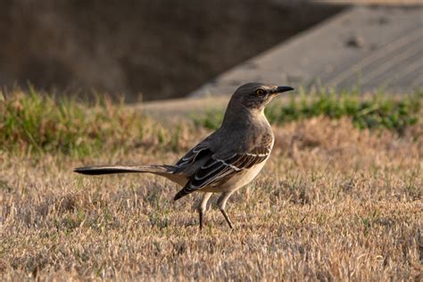 Download Royalty Free mockingbird Stock Photos