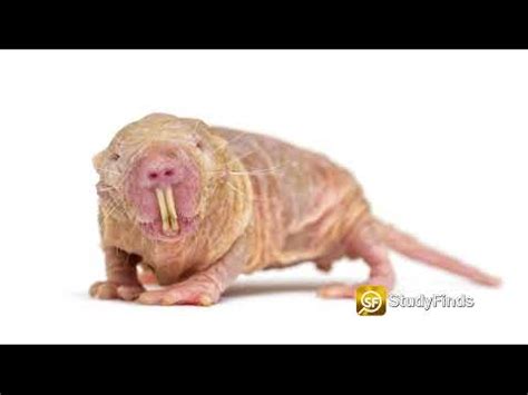 Elixir Of Life On Horizon Thanks To Longevity Gene In Naked Mole Rats