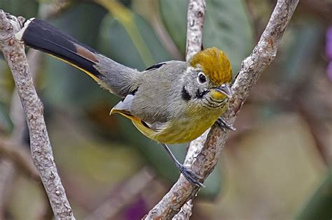 Top Wildlife Sanctuaries in Sikkim