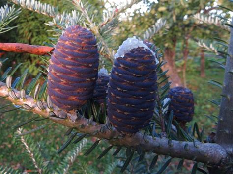 Пихта сибирская (75 фото): посадка и уход, свойства, описание сортов ...