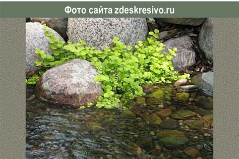 Лучшие растения-статисты: самый желтый почвопокровник, 16 фото нашего ...