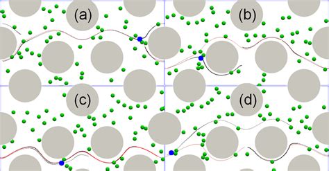 influence  inter cellular collision  cell trajectories