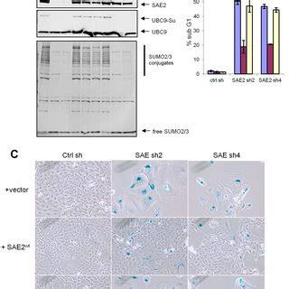 Conditional Sae Knockdown Delays Tumor Progression A Hct Cells