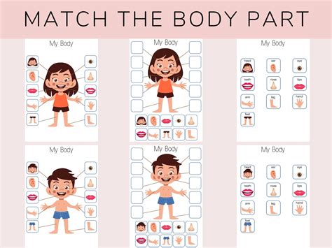 Body Part Picture Matching Worksheet Body Part Matching Worksheet All
