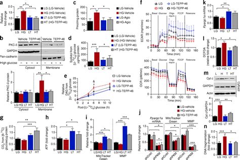 Pkm Activation Normalizes Abnormalities In Glucose Metabolism And