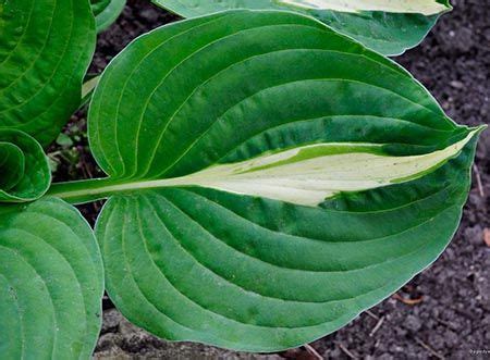 УАЙТ БИКИНИ White Bikini саженец хосты грн