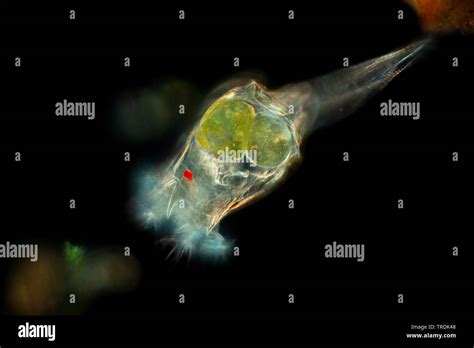 Rotíferos Rotatoria Rotï Brachionus Especificaciones En Darkfield