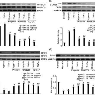 Hypoxia and TNFα reduced the expression of BDNF and cell viability in