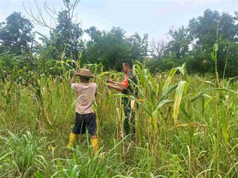 Babinsa Koramil Pegantenan Komsos Dengan Petani Di Desa