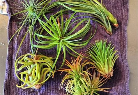 Air Plant Varieties : Discovering the Diversity of Tillandsia