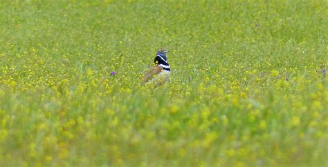 What is coming up with Birdwatching Trips - Bird Watching Trips