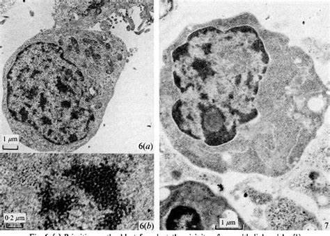 Figure From Blood Formation In A Clonal Cell Line Of Mouse