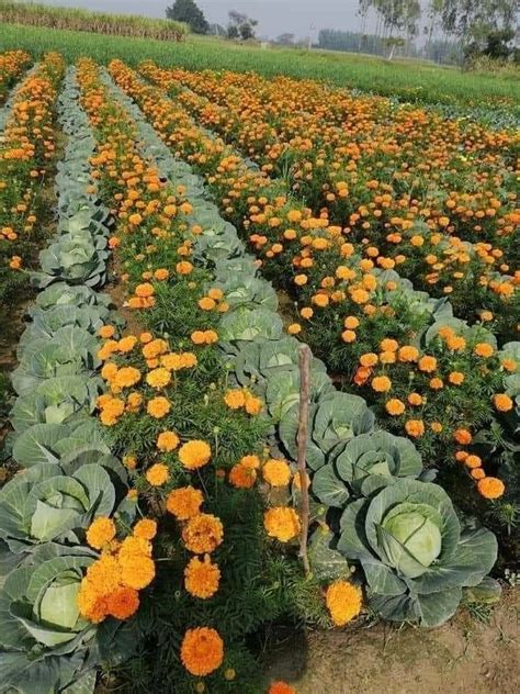 Marigolds Theeasygarden Easy Fun And Fulfilling Gardening