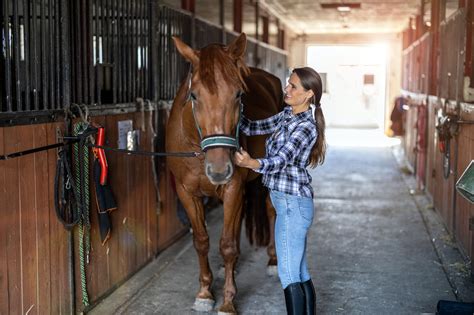 What Horse Breeds Are Best Suited For Trail Riding Its Here Big