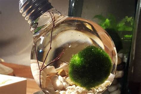 A Moss Ball Pets Reminder Call Your Mom Moss Ball Pets™