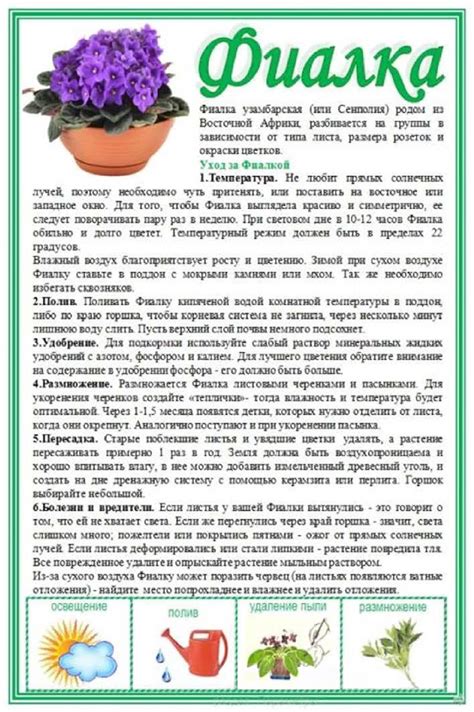 Фиалка | Садоводство на балконе, Сад на балконе квартиры, Сад на балконе