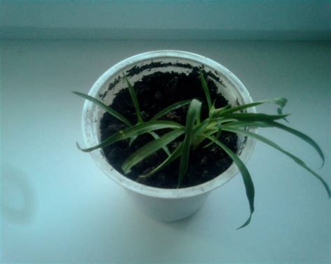 Карамфил на закрит многогодишен карамфил, отглеждащ се от семена в саксия