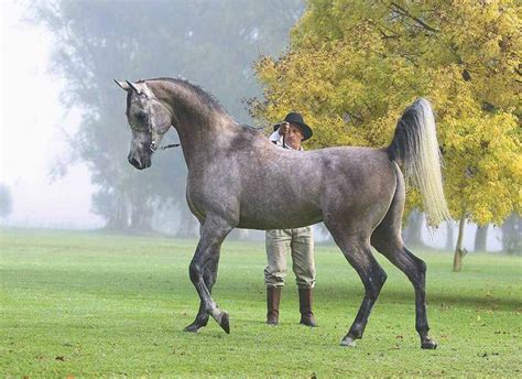 12 Aprende A Identificar Un Caballo De La Raza Arabe