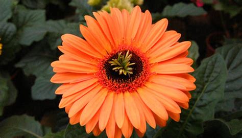 South African Winter Flowers Garden Guides