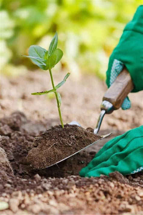 How to Plant a Garden — Organic Vegetable Gardening — Growfully