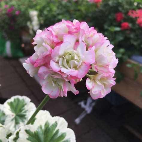 Kvarnlyckans Anna-Jeanette - Dagnys Plantskola