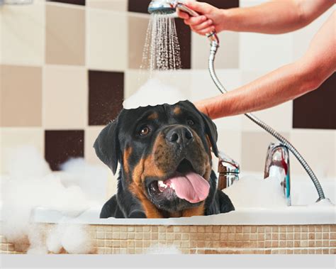 Vets explain the grooming needs for every rottweiler poodle hybrid 13