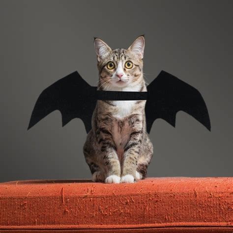 Кот с крыльями - фото и картинки: 66 штук