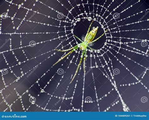 A Spider Trapping Other Insects Come On In Stock Image Image Of
