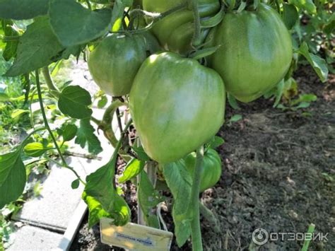 Томат Золотые купола: характеристика и описание сорта, урожайность ...