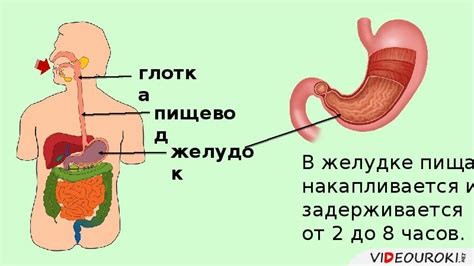 35. Пищеварение в ротовой полости и в желудке