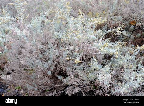 Losna Artemisia argentea es un arbusto endémico de Madeira Fotografía