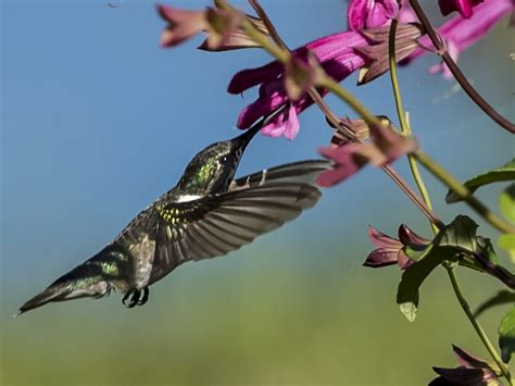 A Ruby Throated Hummingbird Gathering Nectar Smithsonian Photo Contest Smithsonian Magazine