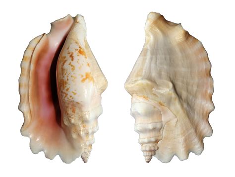 Free Seashells Shell Images Pixabay