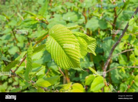 European Hornbeam Carpinus Betulus Fresh Young Leaf Stock Photo Alamy