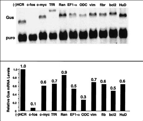 HCR Mediated Regulation Of MRNA Steady State Levels The Upper Panel