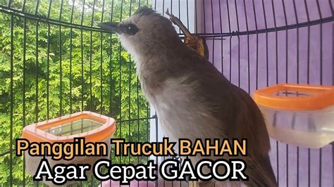 Panggilan Trucukan Gacor Di Pagi Hari Ampuh Untuk Pancingan Trucukan