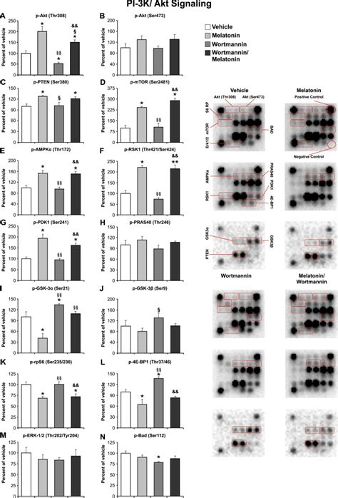 Particular Phosphorylation Of Pi3kakt On Thr308 Via Pdk 1 And Pten Mediates Melatonins