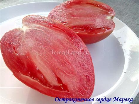 Томат Остроконечное сердце Марека: отзывы, фото, урожайность | tomatland.ru